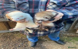 Ferret rodents for sale: Ferrets for sale  - Image 5