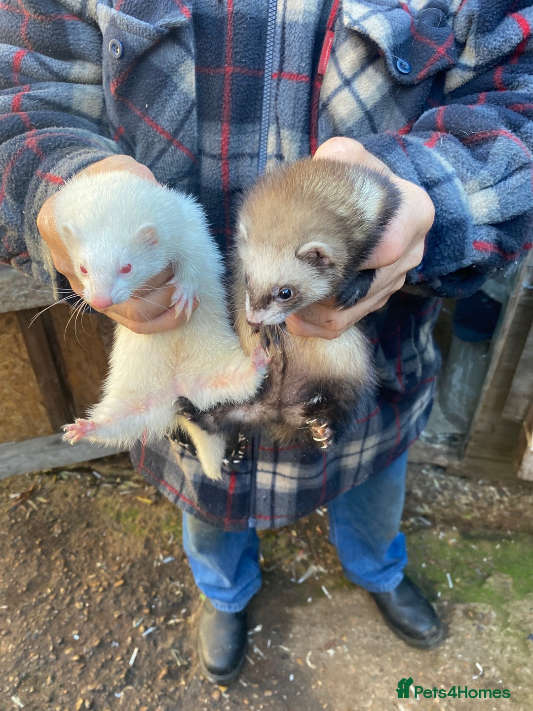 Ferret rodents for sale: Ferrets for sale  - Image 5