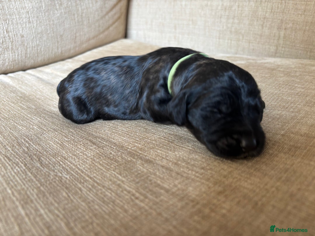 Goldendoodle dogs for sale: 12 Stunning Goldendoodles - Image 32