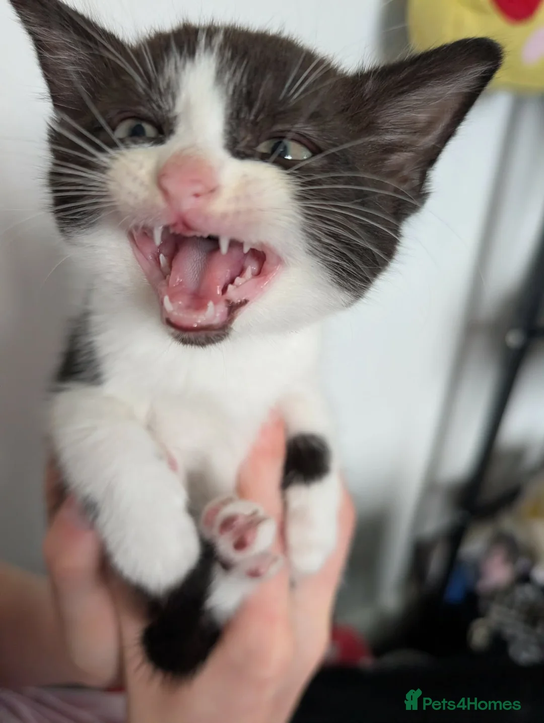 Mixed Breed cats for sale: Mixed bread kittens for sale 3x male 1 female  in Halifax - Advert 16