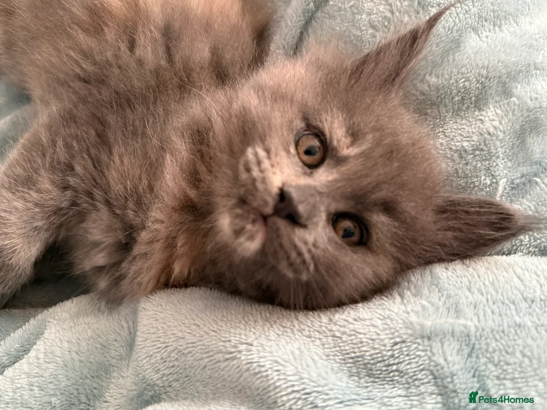 Maine Coon cats for sale: Beautiful Maine Coon Kittens - Advert 4