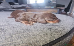 Dachshund dogs for sale: 3/4 Dachsunds  - Image 39