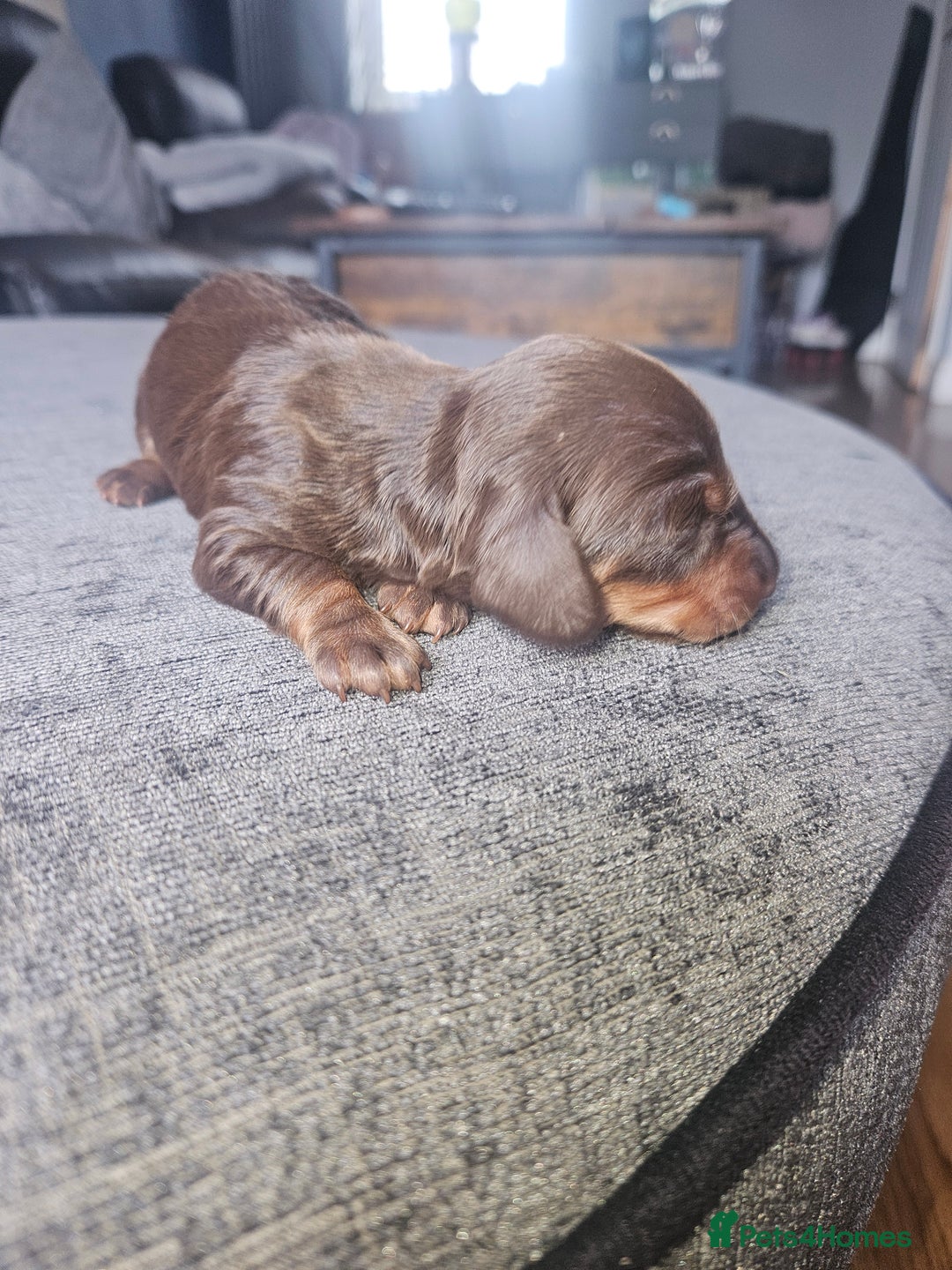 Dachshund dogs for sale: 3/4 Dachsunds  - Image 39