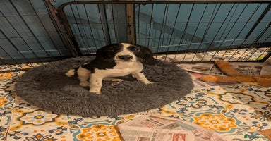 Cocker Spaniel dogs - Advert 8