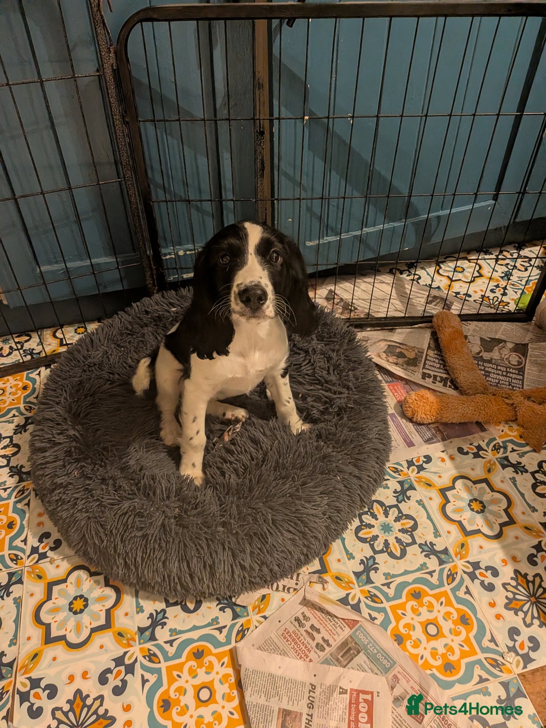 Cocker Spaniel dogs for sale: Cocker Spaniel puppies - Image 2