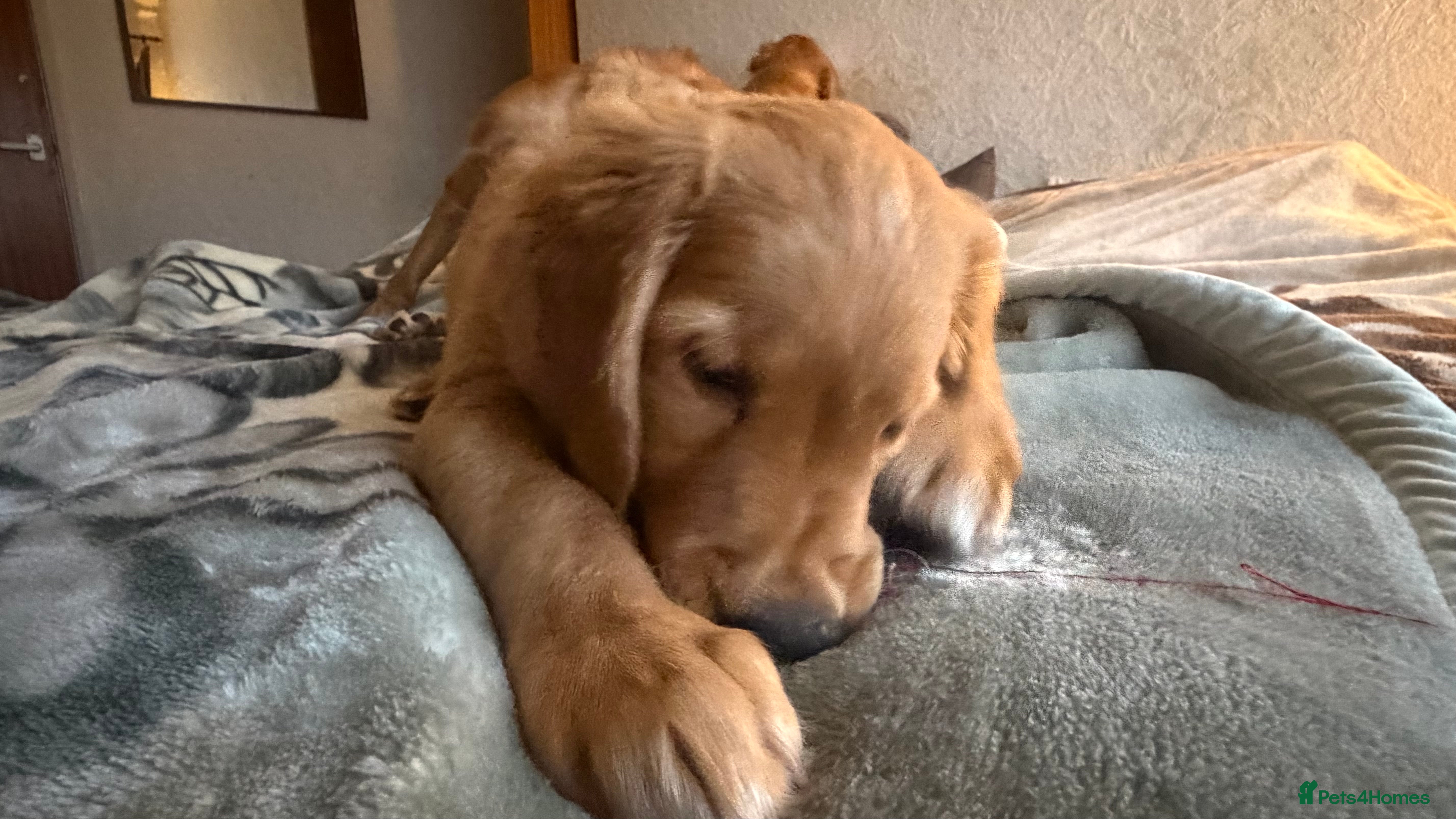 Golden Retriever dogs KC Registered Golden Retriever Puppy Boy - Advert 11