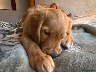 Golden Retriever dogs KC Registered Golden Retriever Puppy Boy - Advert 8