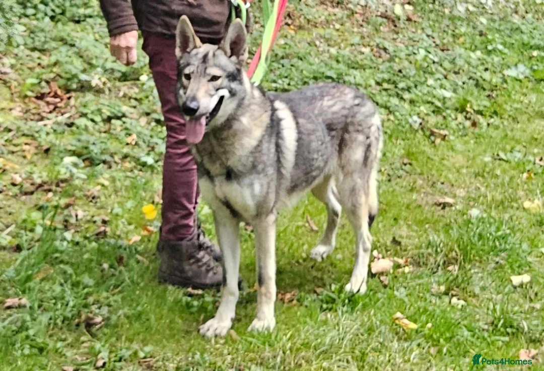 German Shepherd dogs for sale: RARE TAMASKAN PUPS REGISTERED AND EMBARKED - Advert 11