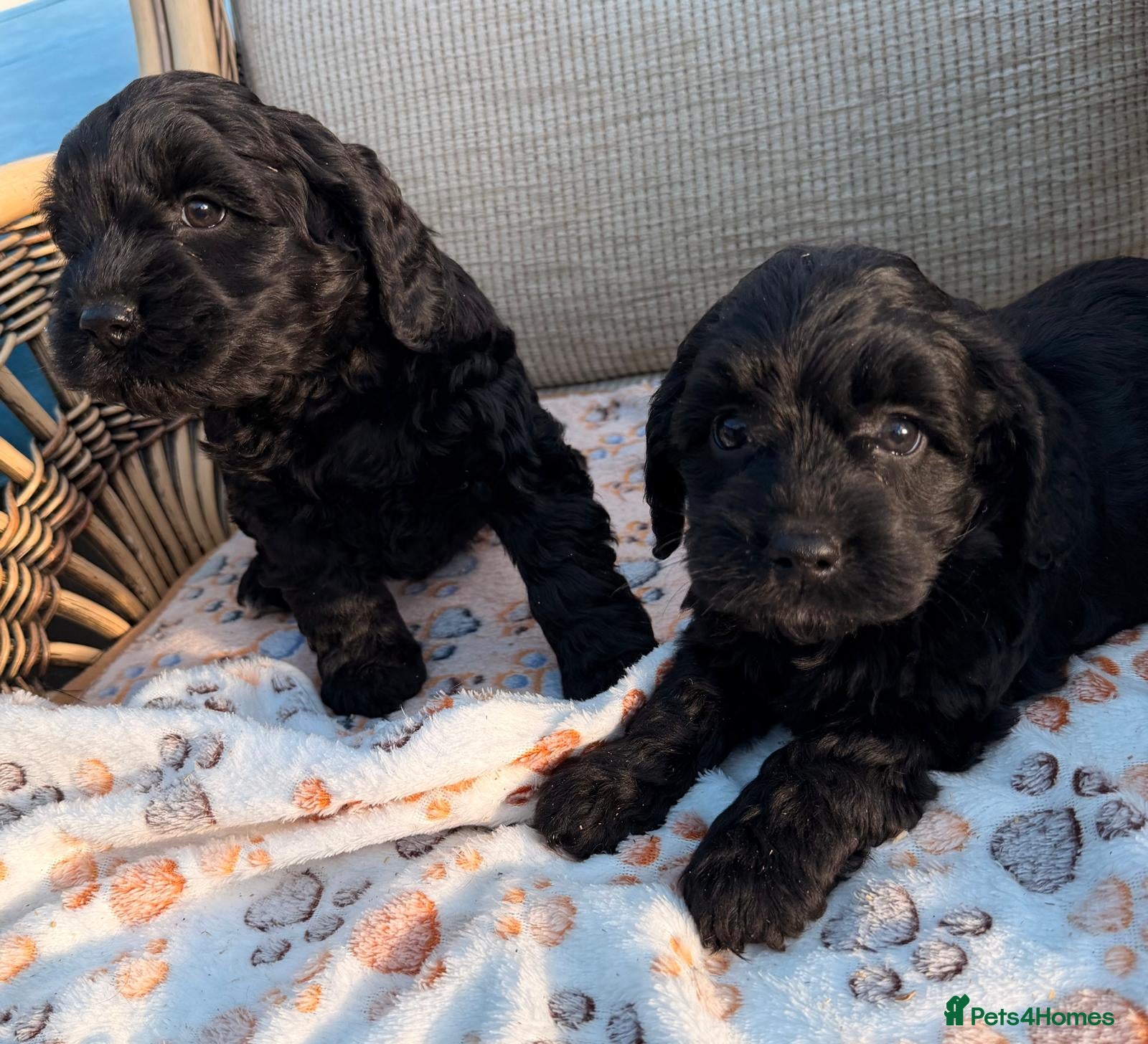 Cockapoo dogs Cockerpoo - Advert 1