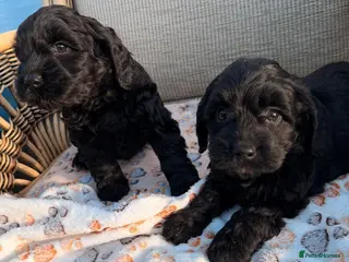 Cockapoo dogs Cockerpoo - Advert 1