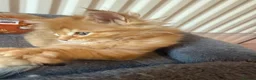 Maine Coon cats for sale: Pedigree / tica Maine coon kittens - Advert 14