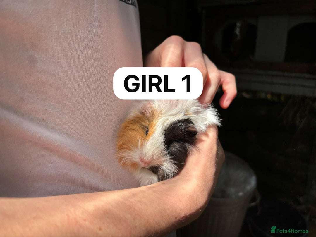 Guinea Pig rodents for sale: Take, Friendly, Beautiful Baby Guineas Ready Now - Image 7