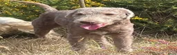 Bedlington Terrier dogs for sale: KC registered Bedlington terrier puppies  - Advert 6