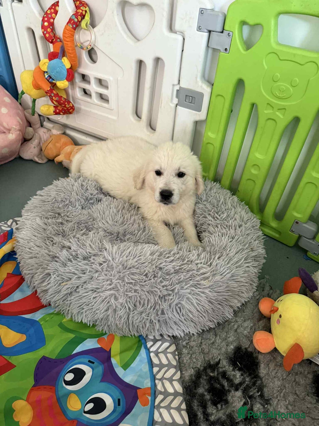 Golden Retriever dogs for sale: Stunning KC Health Tested Golden Retriever Puppies in Tiverton - Image 3
