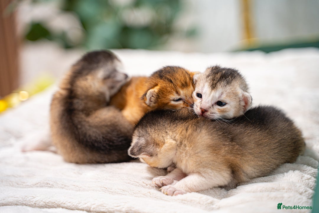 Abyssinian cats for sale: Silver Black Abyssinians-Champion TICA pedigree - Image 24