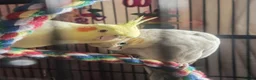 Cockatiels birds for sale: Cockatiels in Chesterfield - Advert 3