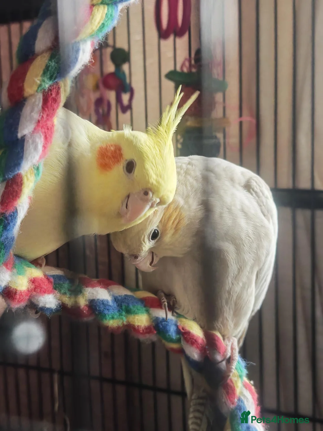 Cockatiels birds for sale: Cockatiels in Chesterfield - Advert 3