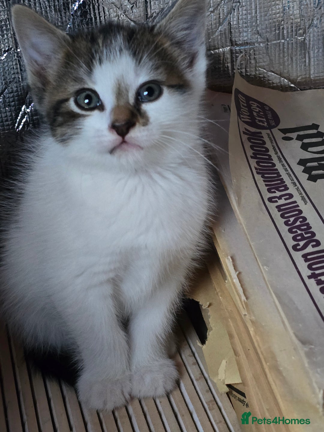 Mixed Breed cats for sale: Premium mixed breed kittens - Image 5