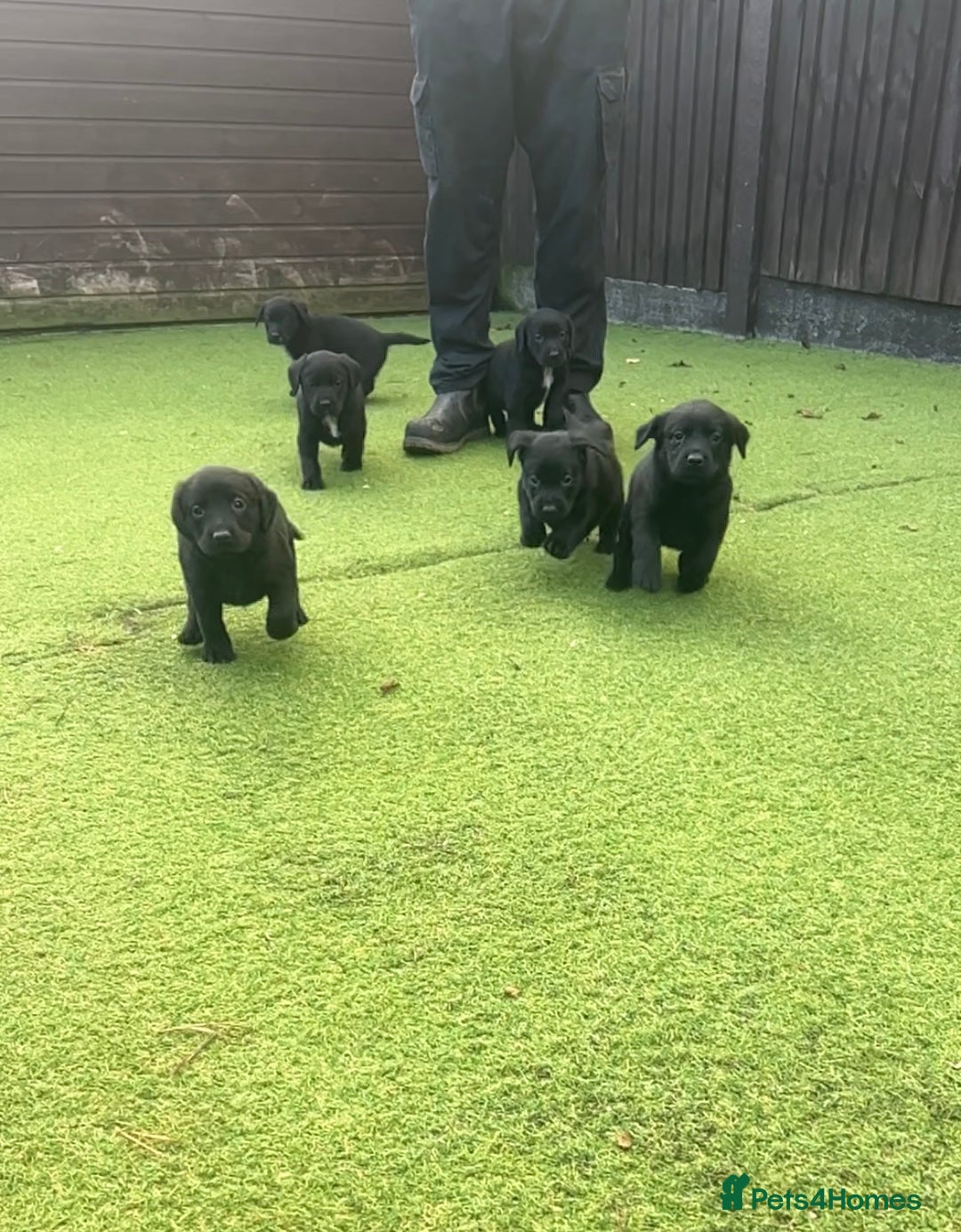 Cockerdor dogs for sale: Cockerdor puppies for sale - Image 2