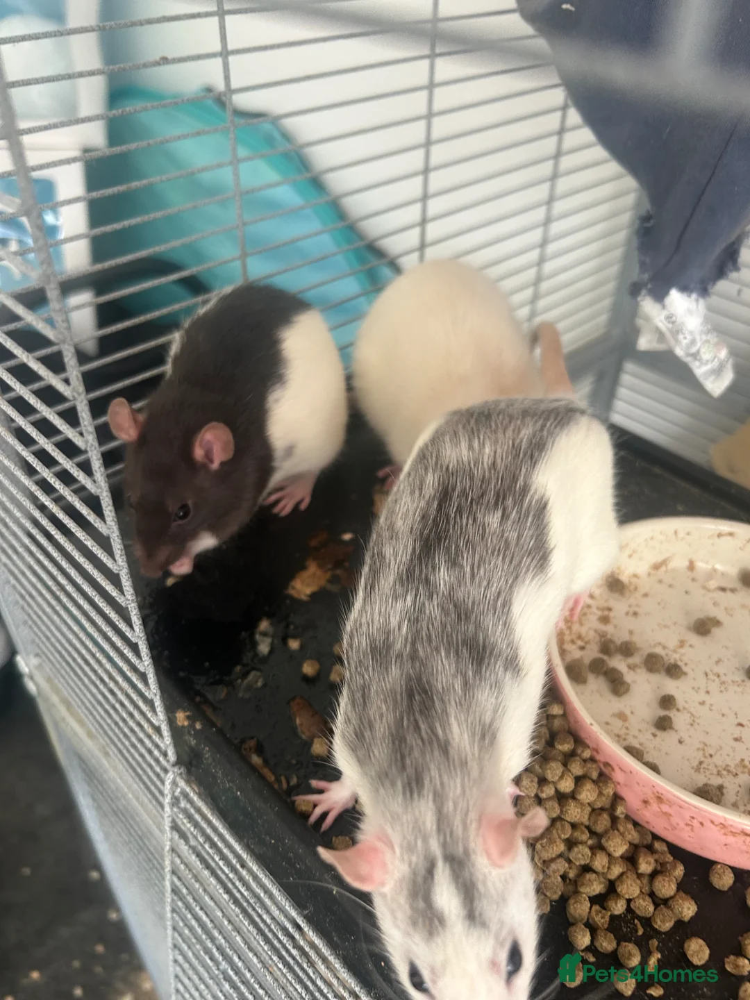 Rat rodents for sale: 4 female rats in Nottingham - Advert 2