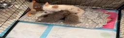 Chihuahua dogs for sale: Brown & Cream Long Haired Russian Girl - Advert 1