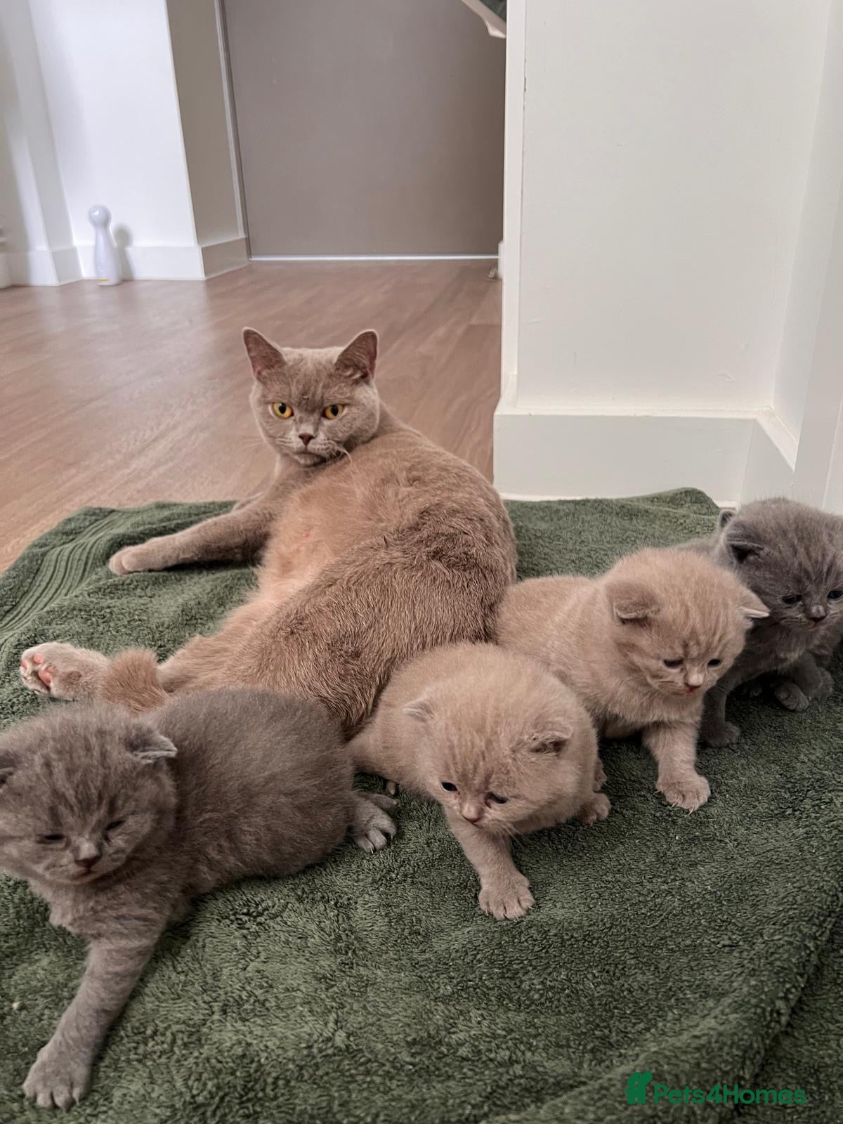 British Shorthair cats British shorthair kittens  - Advert 2