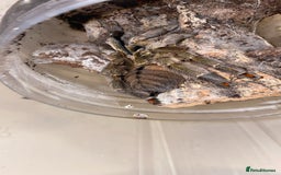 Spiders invertebrates for sale: 4 beautiful tarantulas  - Image 3