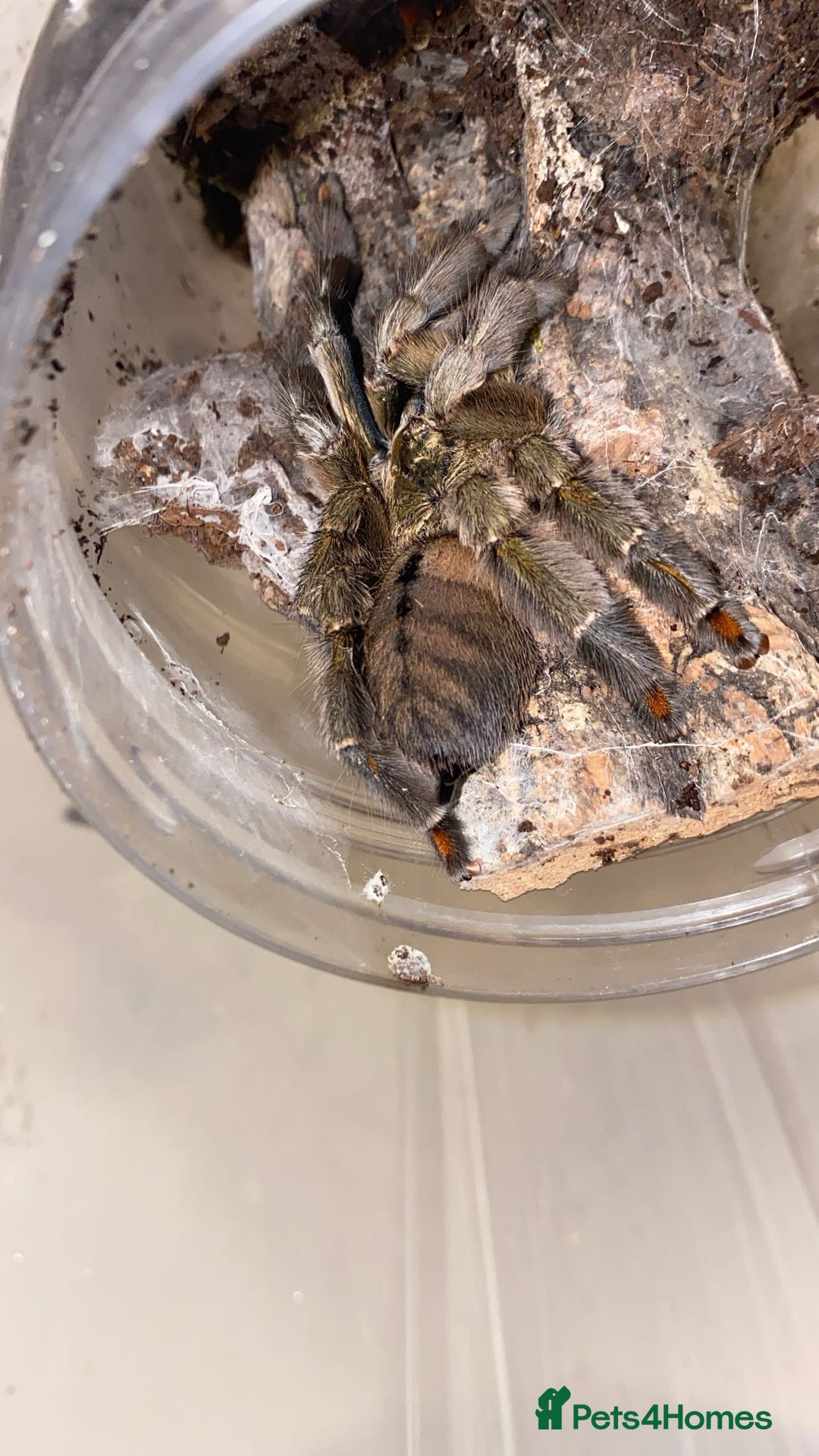 Spiders invertebrates for sale: 4 beautiful tarantulas  - Image 3