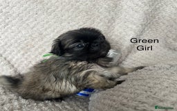 Mixed Breed dogs for sale: Tiny Pugingese pups  - Image 25