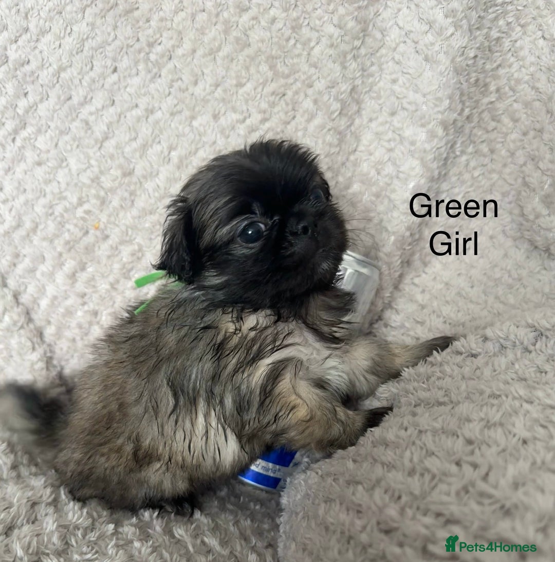 Mixed Breed dogs for sale: Tiny Pugingese pups  - Image 25