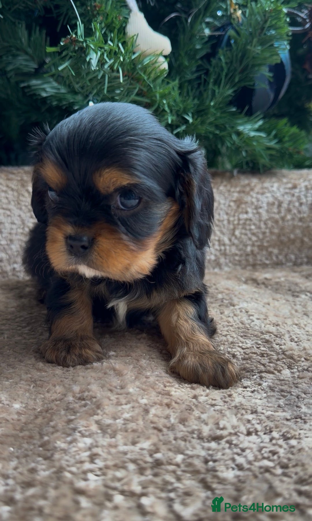 Cavalier King Charles Spaniel dogs for sale: Chocolate Kc reg cavalier King Charles - Advert 27