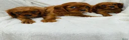 Cavalier King Charles Spaniel dogs for sale: Cavalier King Charles  in Deal - Advert 2