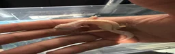 Leopard Gecko reptiles for sale: Leopard Gecko  in London - Advert 5