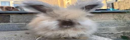 Angora rabbits for sale: English Angoras  - Advert 1
