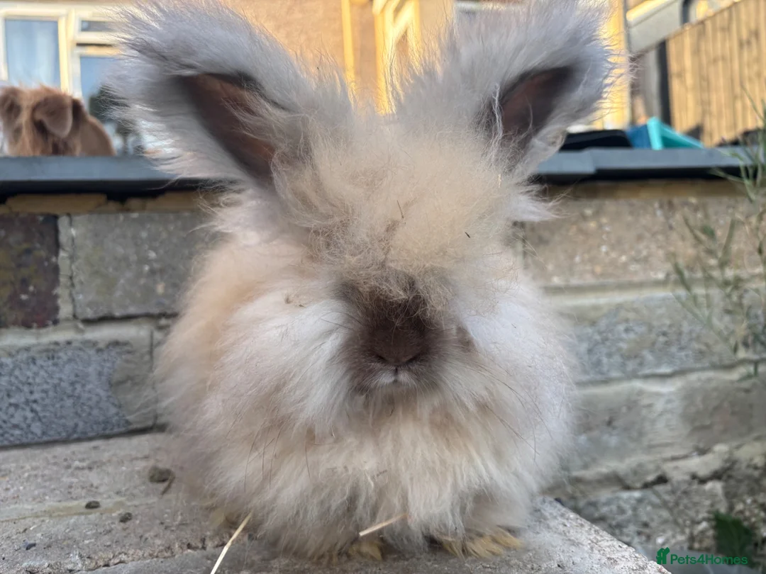 Angora rabbits for sale: English Angoras  - Advert 1