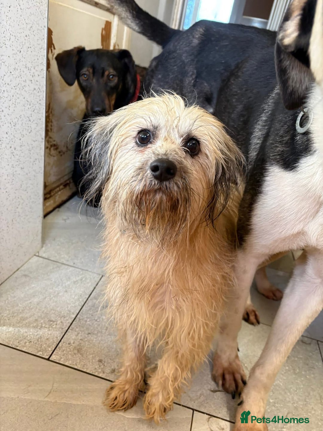 Mixed Breed dogs for adoption: Alison - Norwich Norfolk  - Advert 14