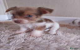 Mixed Breed dogs for sale: Shitzu x jack Russell  - Image 16
