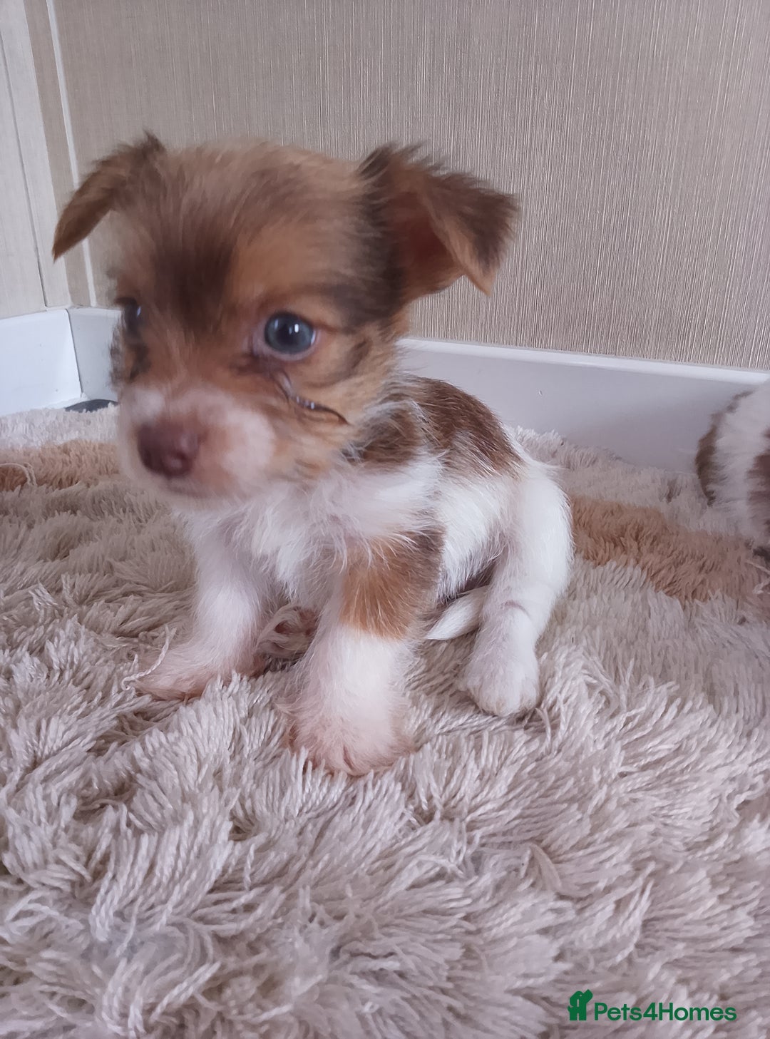 Mixed Breed dogs for sale: Shitzu x jack Russell  - Image 16