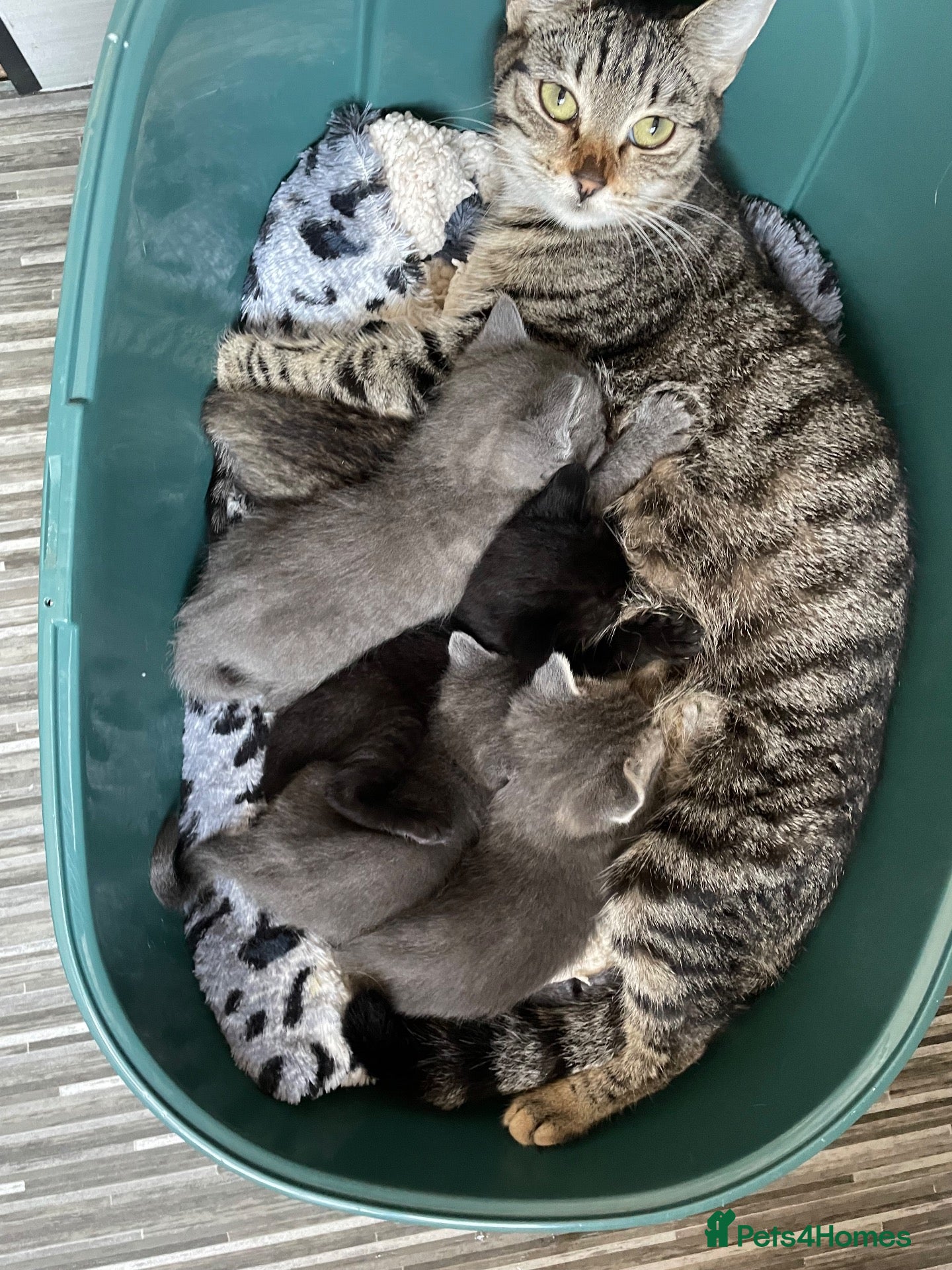 Mixed Breed cats Kittens  - Advert 1