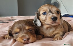 Miniature Dachshund dogs for sale: Long hair minature dachshunds - Image 10