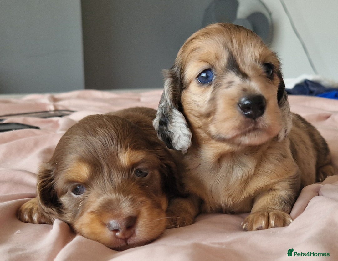 Miniature Dachshund dogs for sale: Long hair minature dachshunds - Image 10