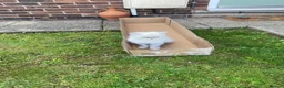 Persian cats for sale: Chinchilla Persian white & grey in Rotherham - Advert 2