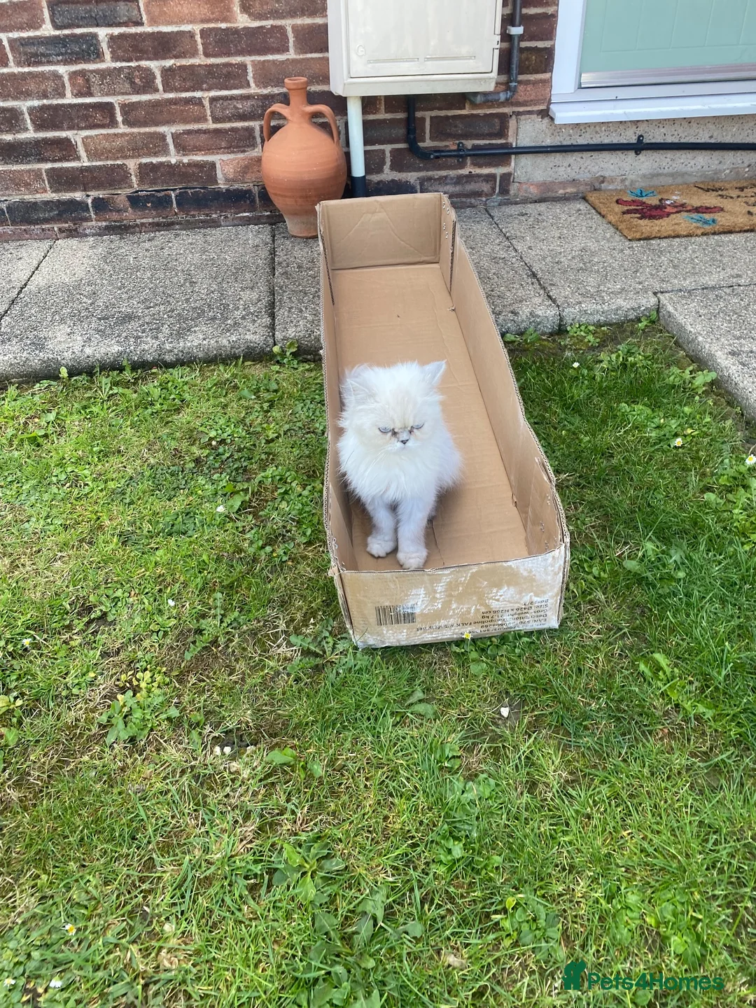 Persian cats for sale: Chinchilla Persian white & grey in Rotherham - Advert 2