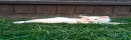 Mixed Breed cats for sale: Little cuties - Advert 6
