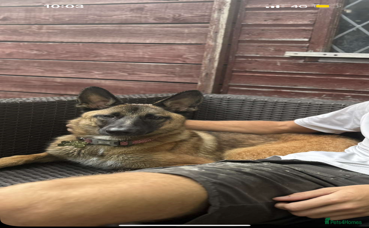 Belgian Shepherd Dog dogs - Advert 16