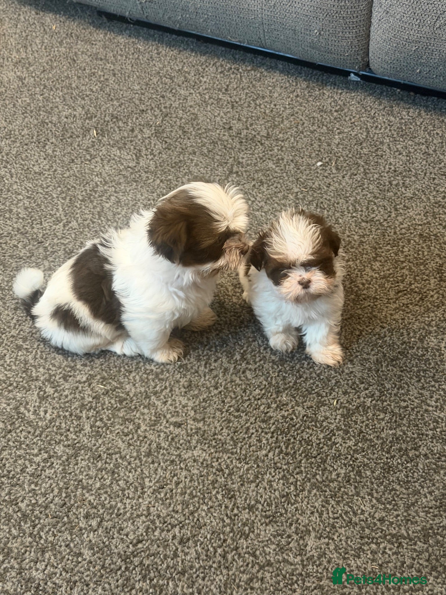 Shih Tzu dogs Karashishi Full KC imperial Shih-Tzu pups for sale - Advert 1