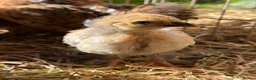 Chickens poultry for sale: Chicks for sale  - Advert 6