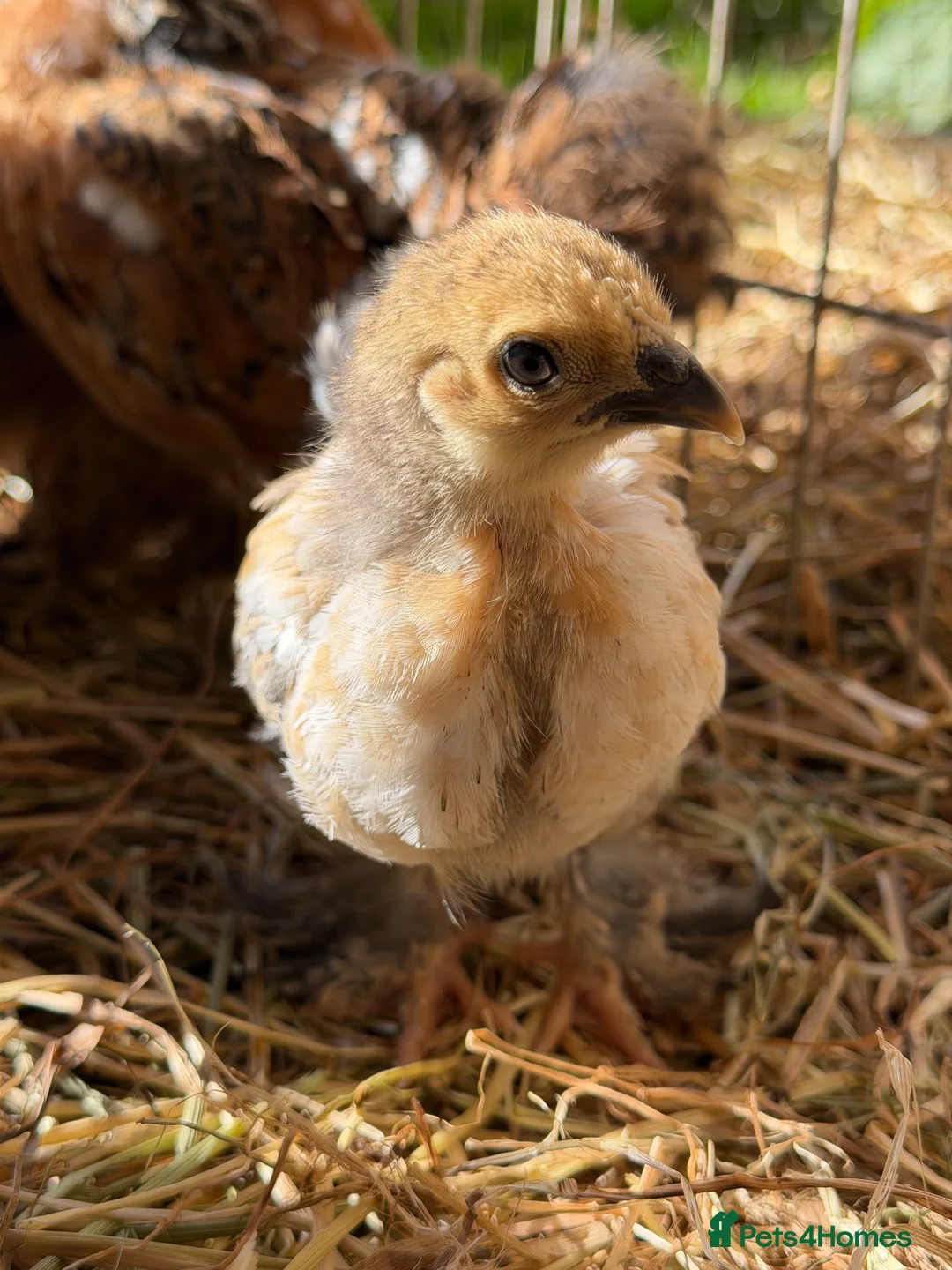 Chickens poultry for sale: Chicks for sale  - Advert 6