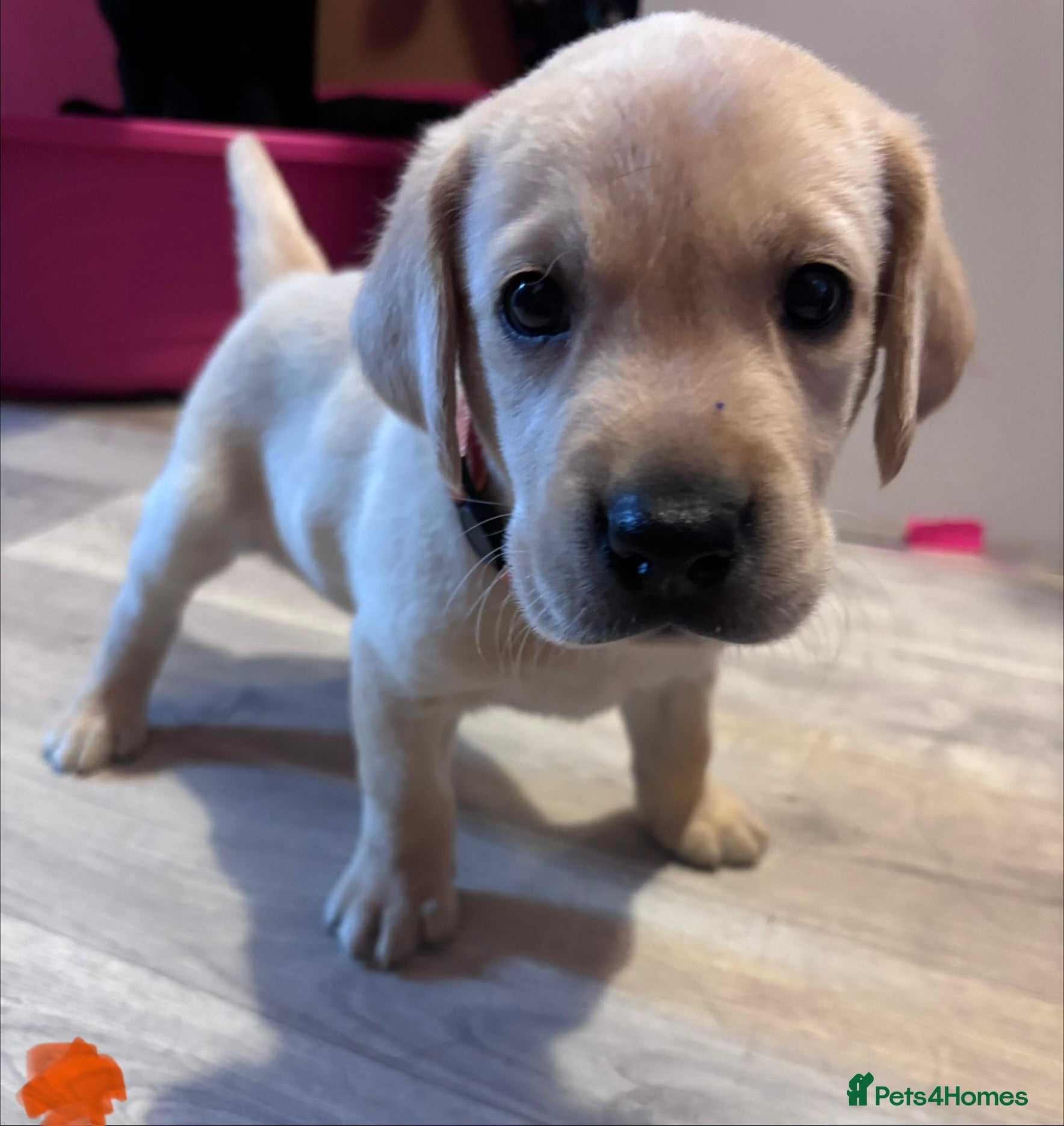 Labrador Retriever dogs 1 boy left…Beautiful litter of Labrador puppies - Advert 15