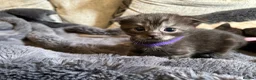 Scottish Fold cats for sale: Ragdoll x Scottish Fold - litter of 4!  - Advert 18